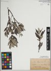 Foto von Salix lapponum L.